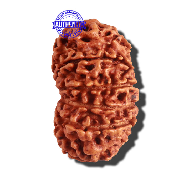 12 Mukhi Nepalese Rudraksha - Bead No 149