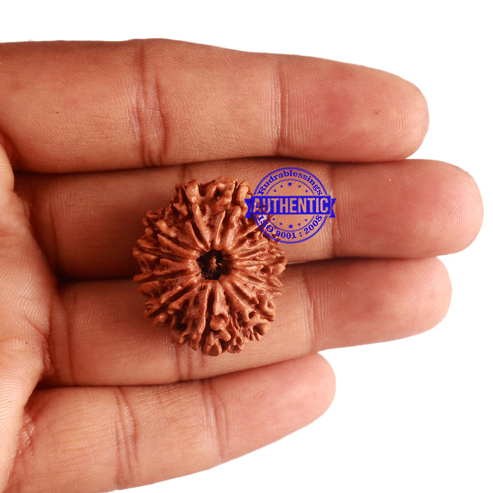 12 Mukhi Nepalese Rudraksha - Bead No 150