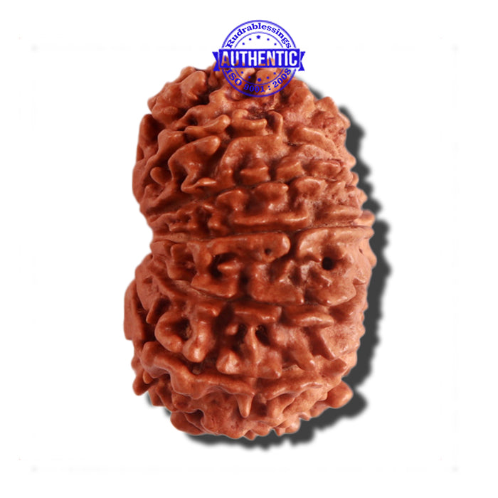 12 Mukhi Nepalese Rudraksha - Bead No 150