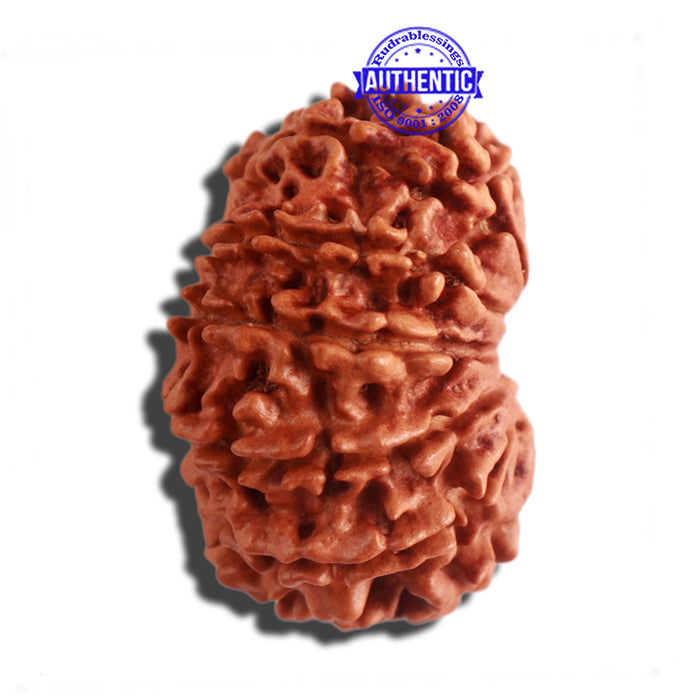 12 Mukhi Nepalese Rudraksha - Bead No 150