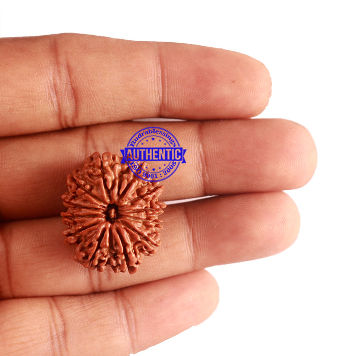 12 Mukhi Nepalese Rudraksha - Bead No 151