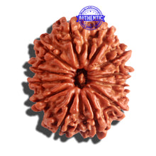 Load image into Gallery viewer, 12 Mukhi Nepalese Rudraksha - Bead No 151

