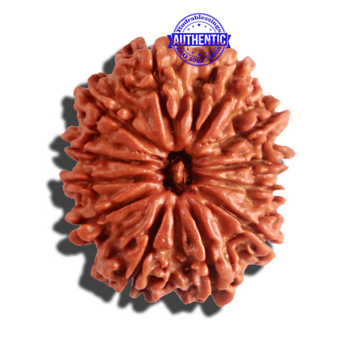 12 Mukhi Nepalese Rudraksha - Bead No 151