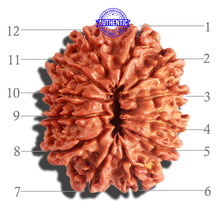 Load image into Gallery viewer, 12 Mukhi Nepalese Rudraksha - Bead No 151

