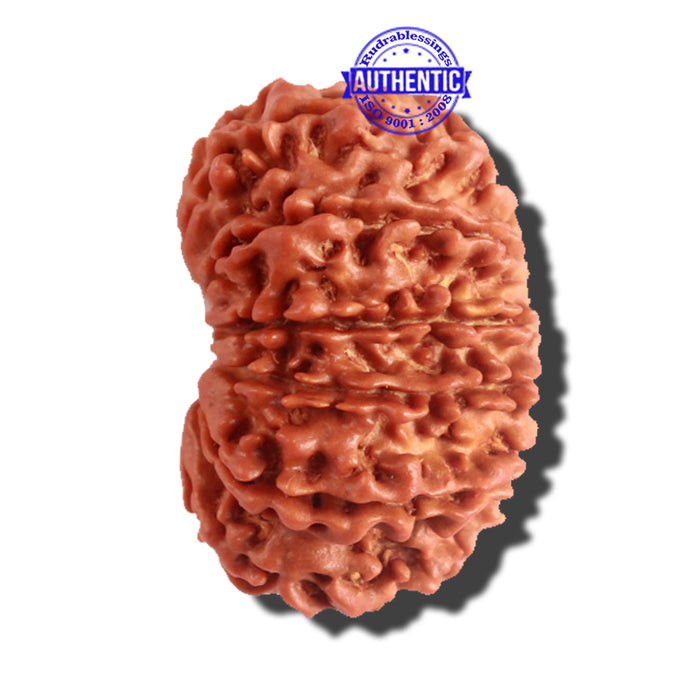 12 Mukhi Nepalese Rudraksha - Bead No 151