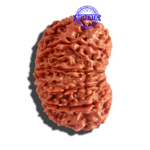 Load image into Gallery viewer, 12 Mukhi Nepalese Rudraksha - Bead No 151
