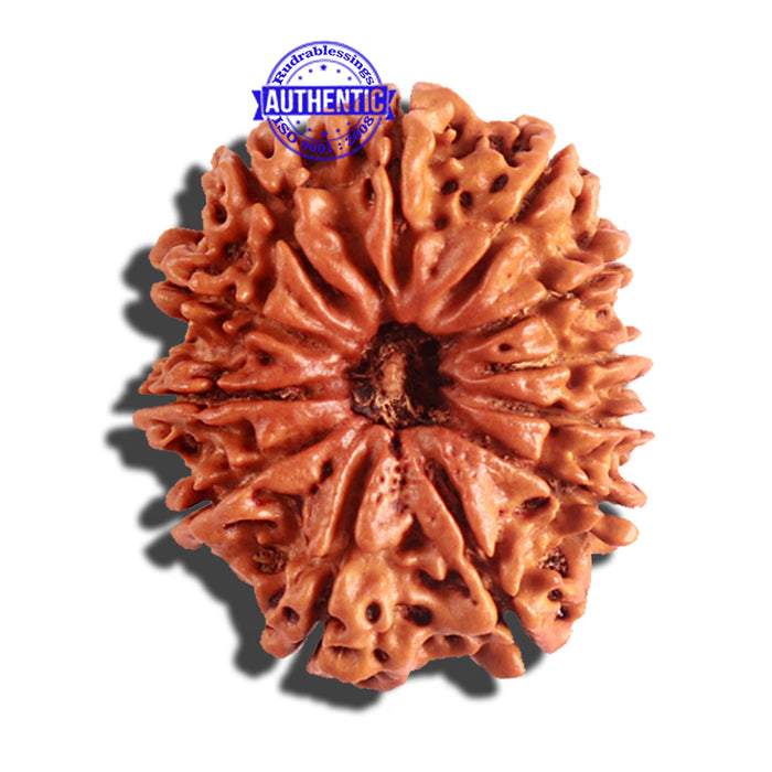 12 Mukhi Nepalese Rudraksha - Bead No 152