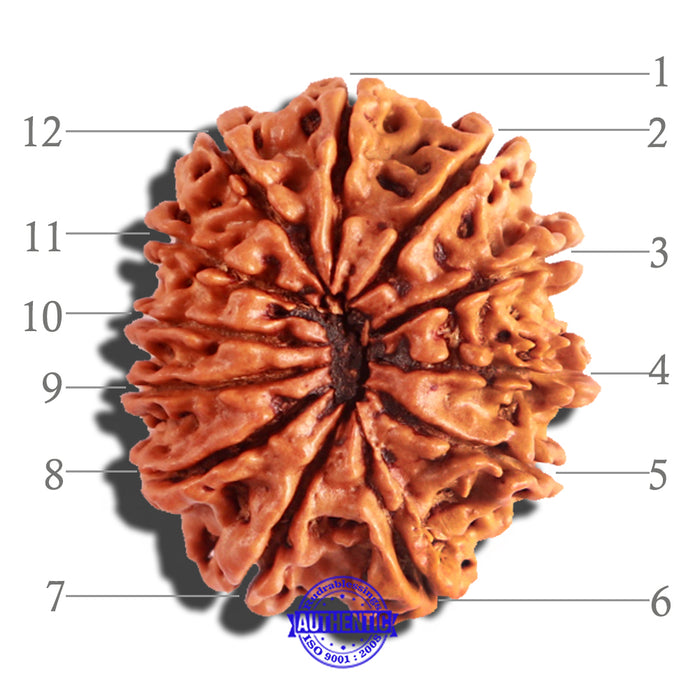 12 Mukhi Nepalese Rudraksha - Bead No 152
