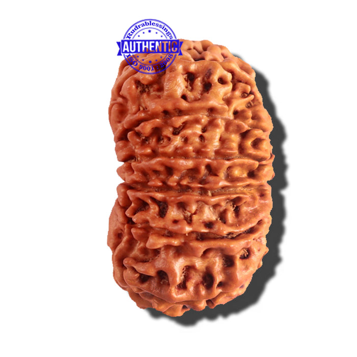 12 Mukhi Nepalese Rudraksha - Bead No 152