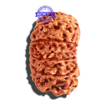 Load image into Gallery viewer, 12 Mukhi Nepalese Rudraksha - Bead No 152
