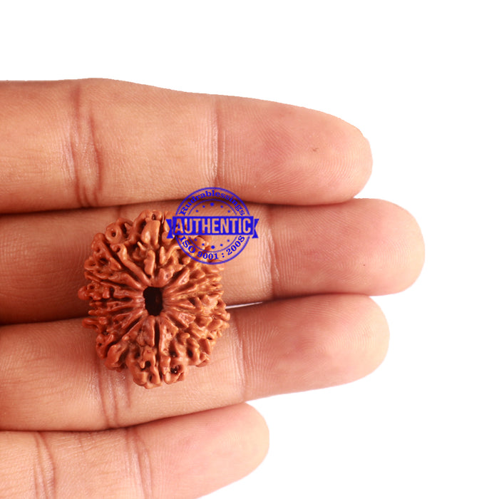 12 Mukhi Nepalese Rudraksha - Bead No 153