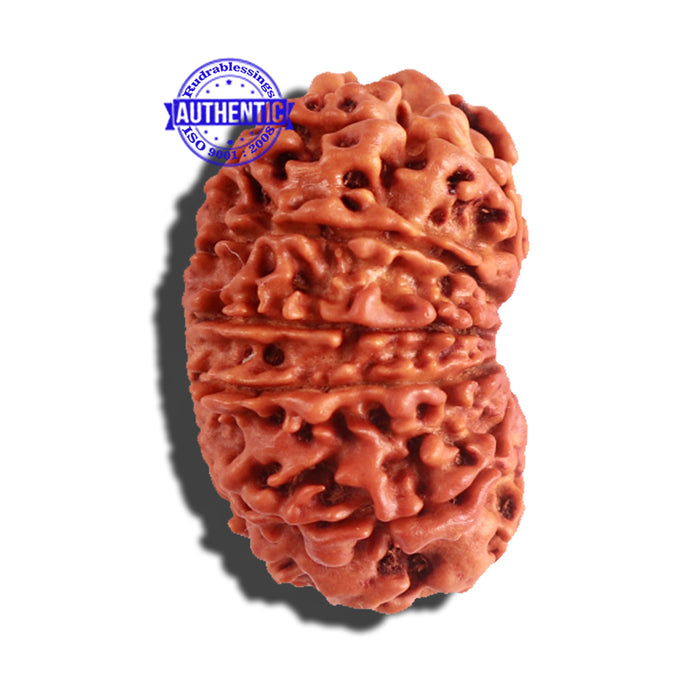 12 Mukhi Nepalese Rudraksha - Bead No 153