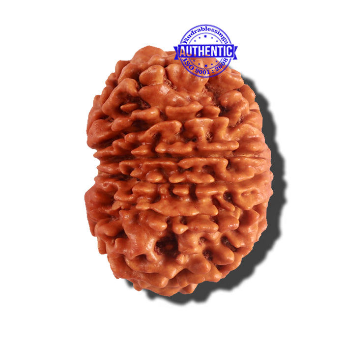 12 Mukhi Nepalese Rudraksha - Bead No 156