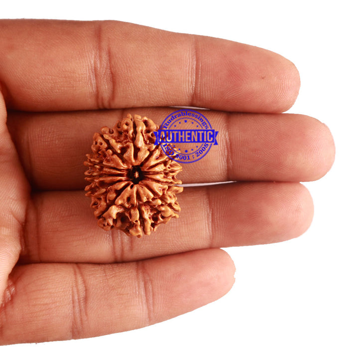 12 Mukhi Nepalese Rudraksha - Bead No 157