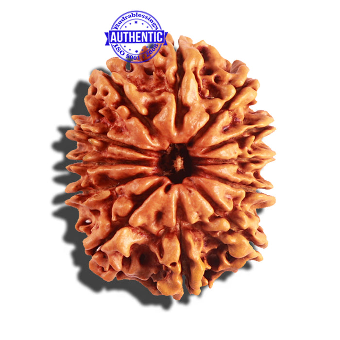 12 Mukhi Nepalese Rudraksha - Bead No 157