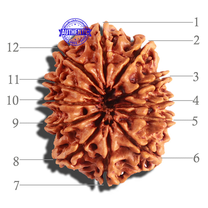 12 Mukhi Nepalese Rudraksha - Bead No 157