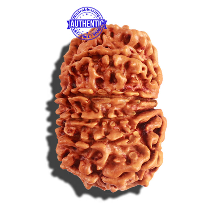 12 Mukhi Nepalese Rudraksha - Bead No 157