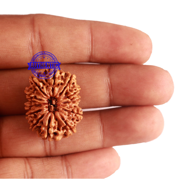 12 Mukhi Nepalese Rudraksha - Bead No 158