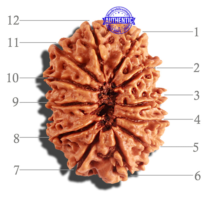 12 Mukhi Nepalese Rudraksha - Bead No 158