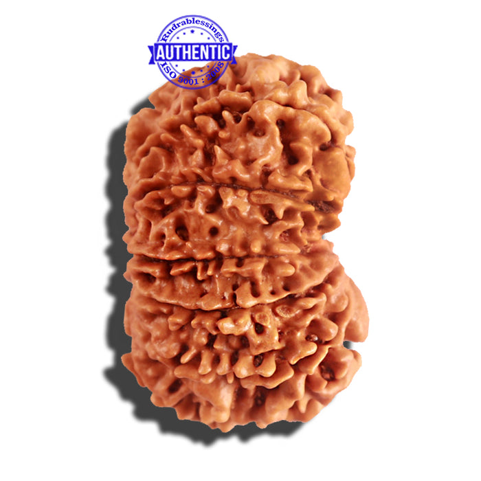 12 Mukhi Nepalese Rudraksha - Bead No 158