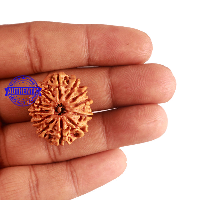 12 Mukhi Nepalese Rudraksha - Bead No 159