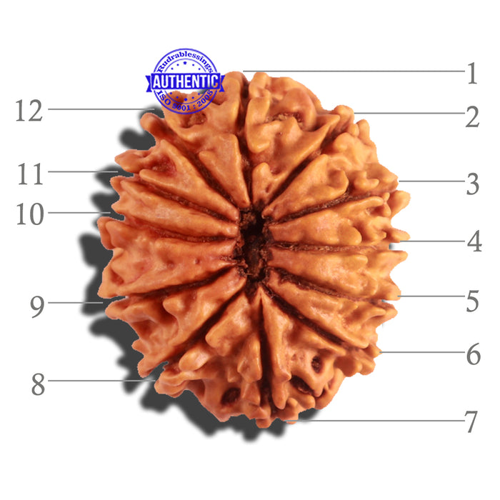12 Mukhi Nepalese Rudraksha - Bead No 159