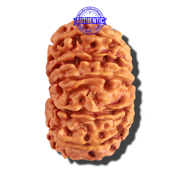 12 Mukhi Nepalese Rudraksha - Bead No 159