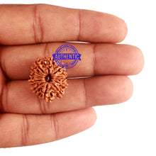 Load image into Gallery viewer, 12 Mukhi Nepalese Rudraksha - Bead No 160
