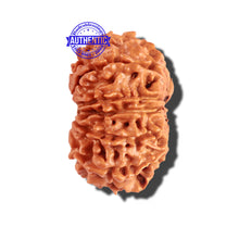 Load image into Gallery viewer, 12 Mukhi Nepalese Rudraksha - Bead No 160
