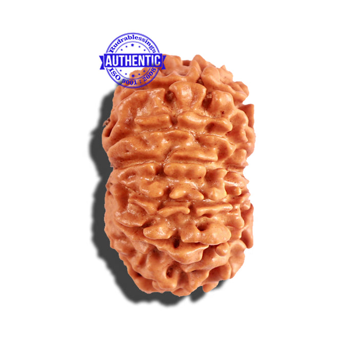 12 Mukhi Nepalese Rudraksha - Bead No 160