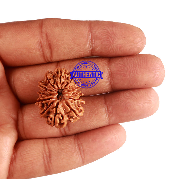 12 Mukhi Nepalese Rudraksha - Bead No 161