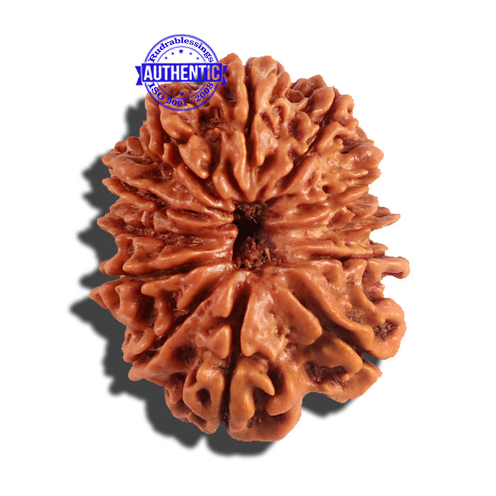 12 Mukhi Nepalese Rudraksha - Bead No 161