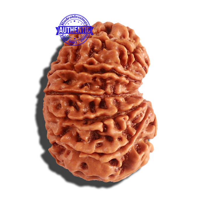 12 Mukhi Nepalese Rudraksha - Bead No 161
