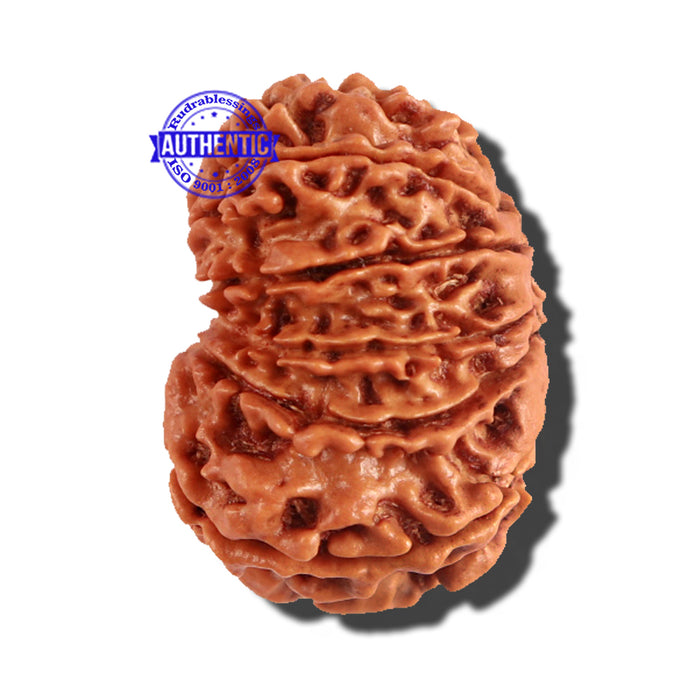 12 Mukhi Nepalese Rudraksha - Bead No 161
