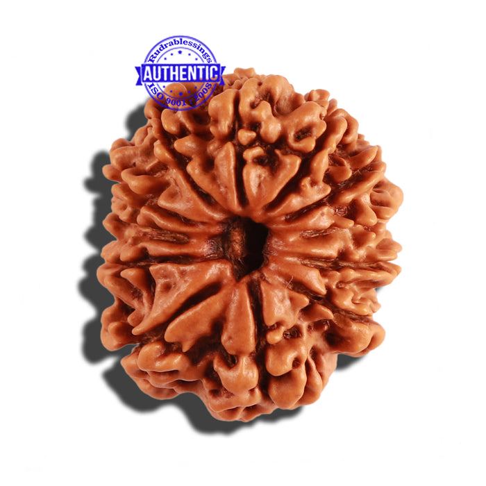 12 Mukhi Nepalese Rudraksha - Bead No 162