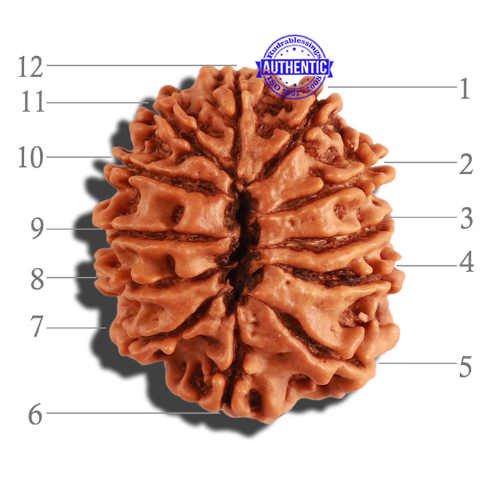 12 Mukhi Nepalese Rudraksha - Bead No 162