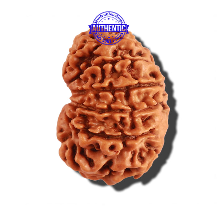 12 Mukhi Nepalese Rudraksha - Bead No 162