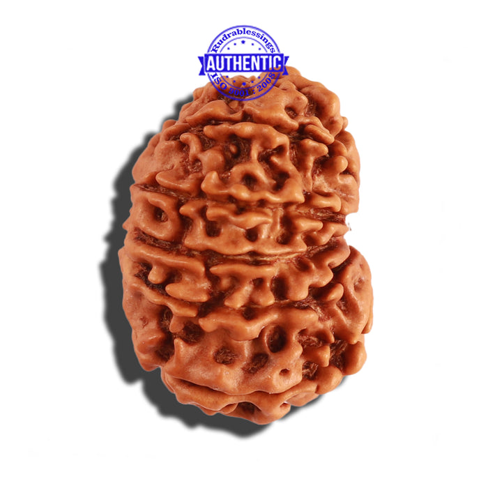 12 Mukhi Nepalese Rudraksha - Bead No 162