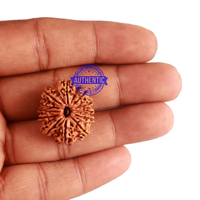 12 Mukhi Nepalese Rudraksha - Bead No 163