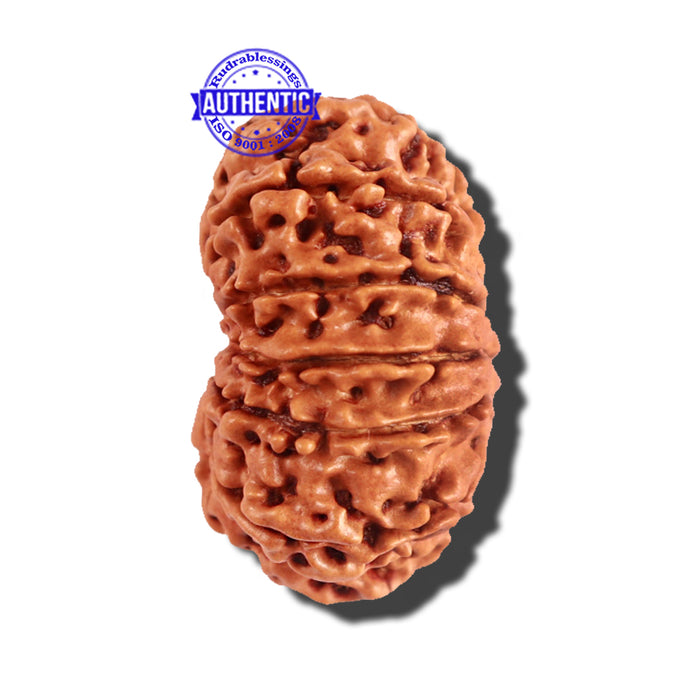 12 Mukhi Nepalese Rudraksha - Bead No 163