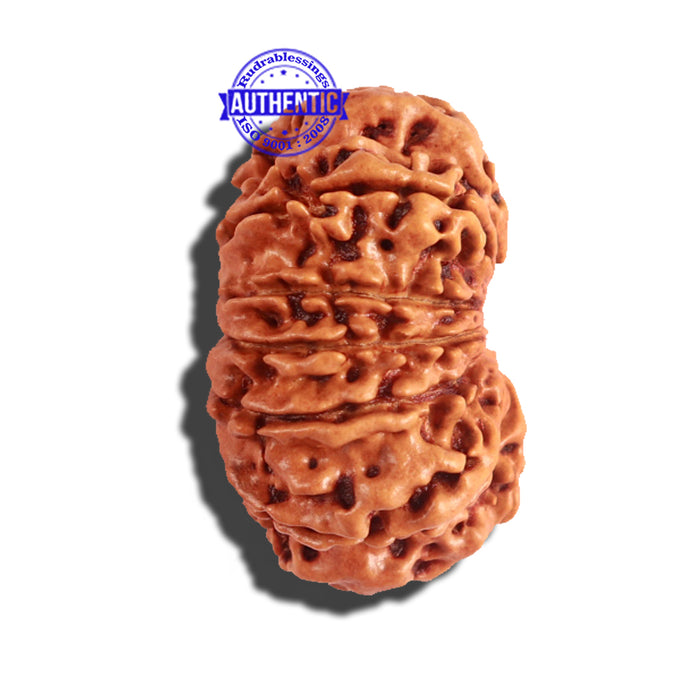 12 Mukhi Nepalese Rudraksha - Bead No 163