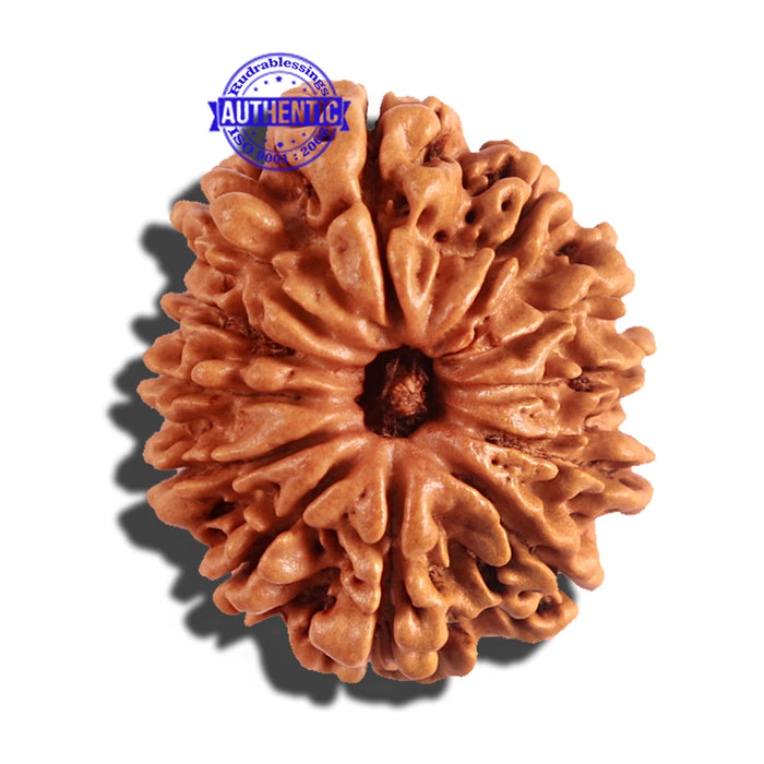 12 Mukhi Nepalese Rudraksha - Bead No 164