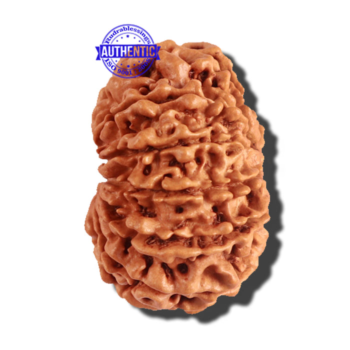 12 Mukhi Nepalese Rudraksha - Bead No 164
