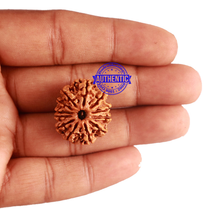 12 Mukhi Nepalese Rudraksha - Bead No 165