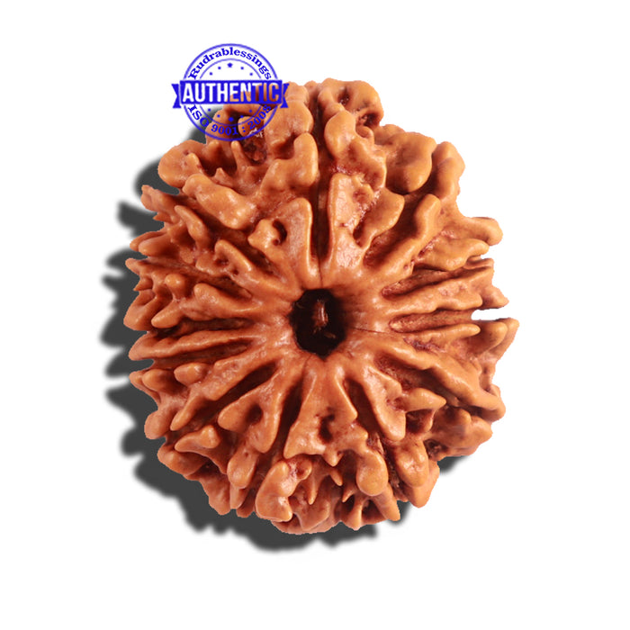 12 Mukhi Nepalese Rudraksha - Bead No 165