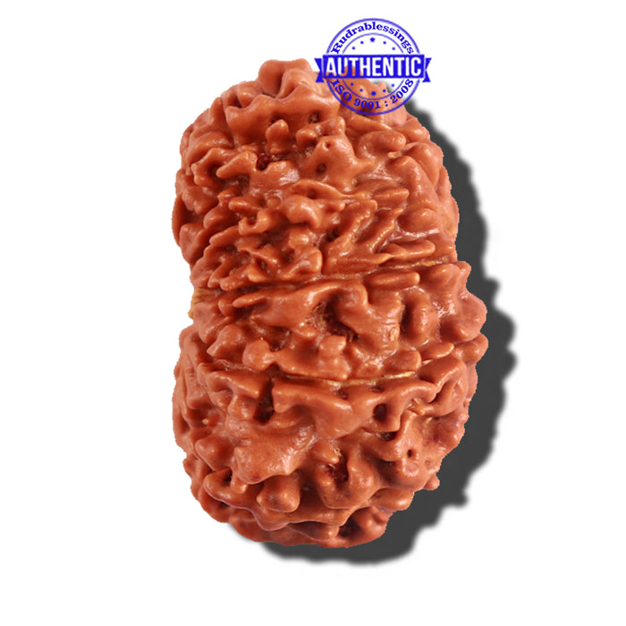 12 Mukhi Nepalese Rudraksha - Bead No 166