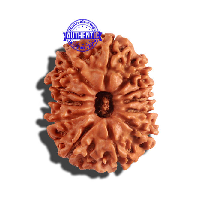 12 Mukhi Nepalese Rudraksha - Bead No 167
