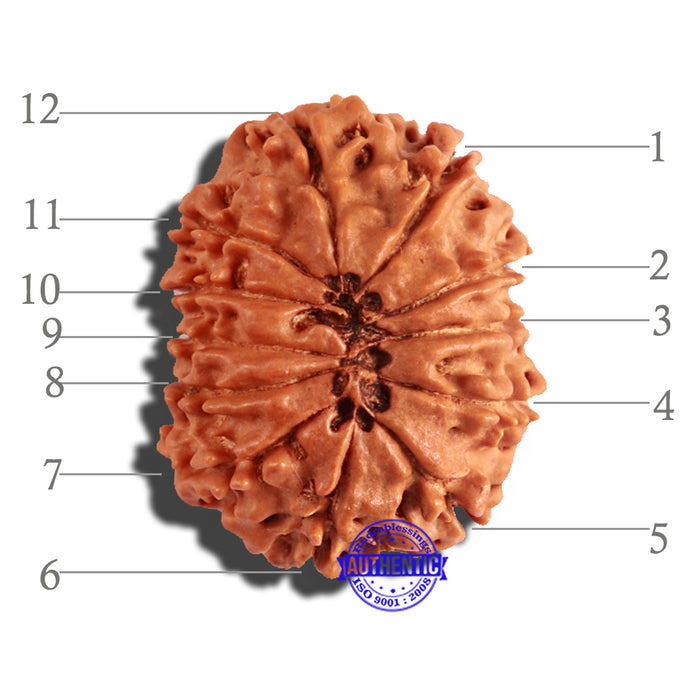 12 Mukhi Nepalese Rudraksha - Bead No 167