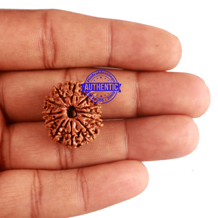 12 Mukhi Nepalese Rudraksha - Bead No 168