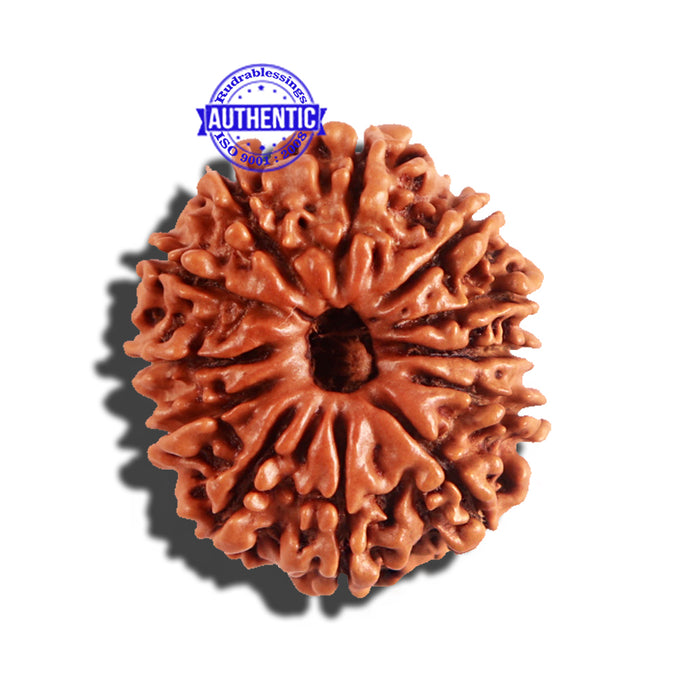 12 Mukhi Nepalese Rudraksha - Bead No 168